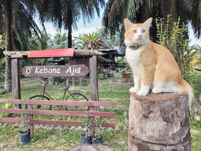 D’ KEBONE AJIS Picture 7