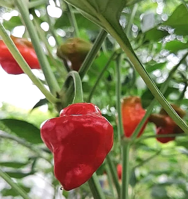 Affaini's Garden Picture 1