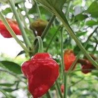 Affaini's Garden ico