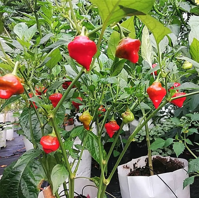 Affaini's Garden Picture 7
