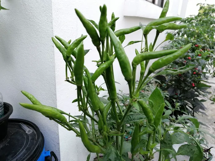 Affaini's Garden Picture 10