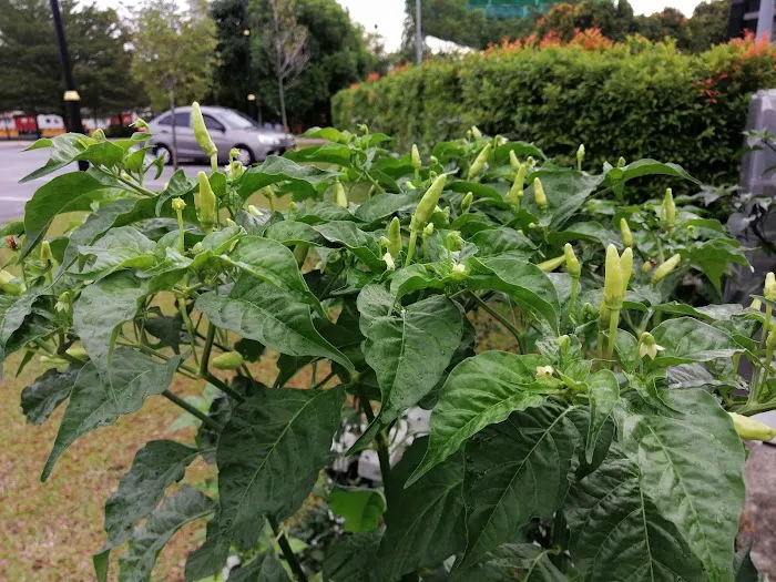Affaini's Garden Picture 9