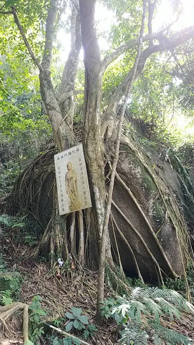 Bodhi Tree Picture 1