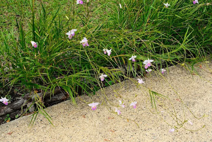 Taman Etnobotani Picture 5