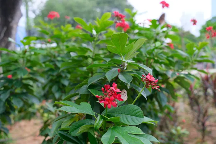 Taman Etnobotani Picture 4