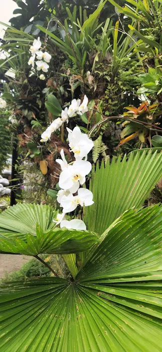 Mini waterfalls perdana botanical garden Picture 10