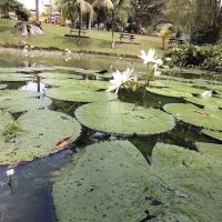 Laman Lotus ico