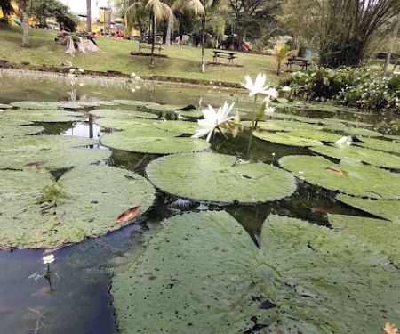 Laman Lotus