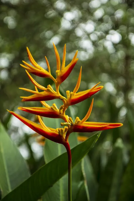 Laman Lotus Picture 3