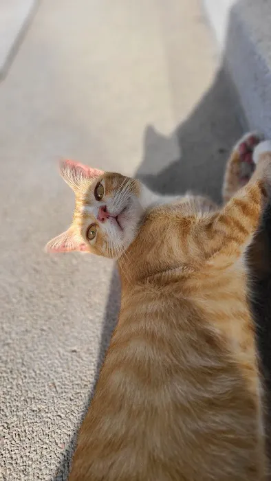 APU Ginger Cats Picture 3