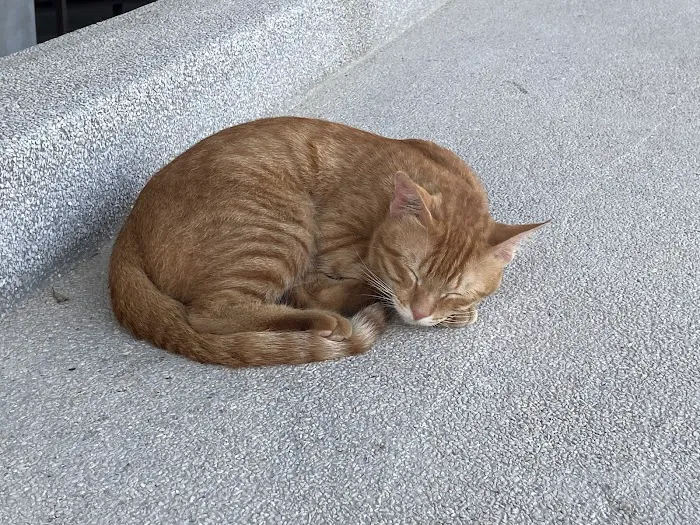 APU Ginger Cats Picture 2