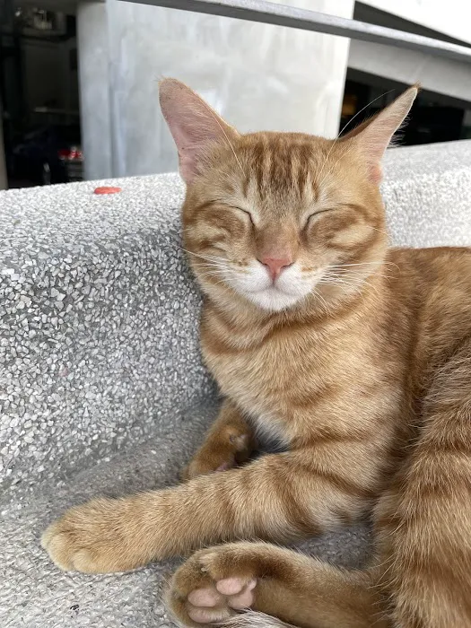 APU Ginger Cats Picture 1
