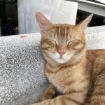 APU Ginger Cats