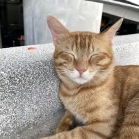 APU Ginger Cats ico