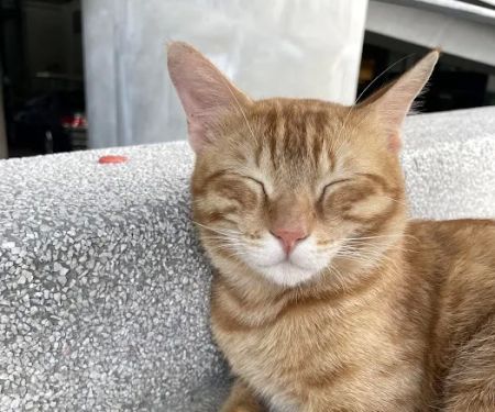 APU Ginger Cats