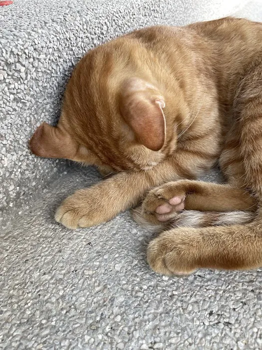 APU Ginger Cats Picture 4