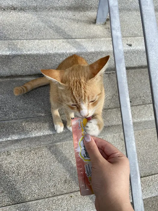 APU Ginger Cats Picture 6