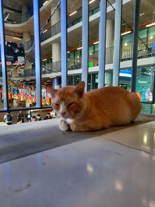 APU Ginger Cats Picture 5