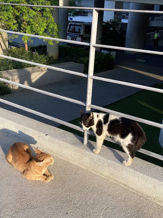 APU Ginger Cats Picture 9