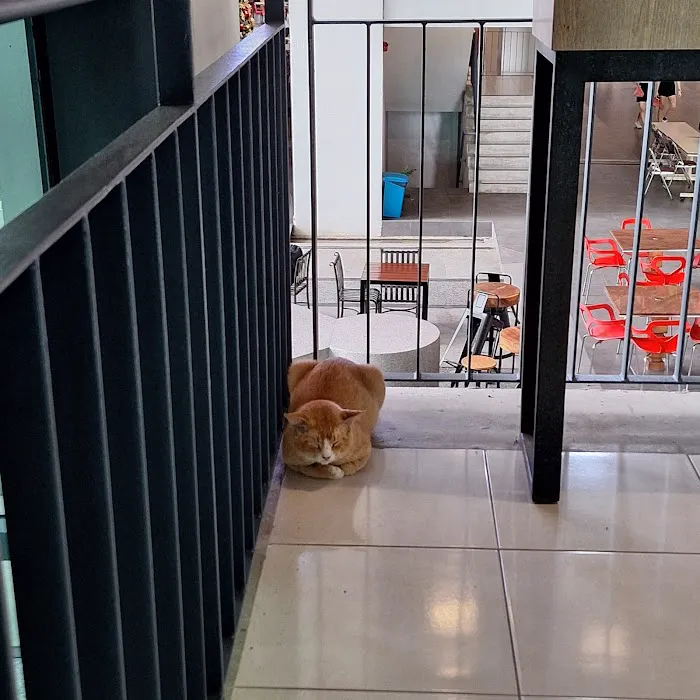 APU Ginger Cats Picture 7