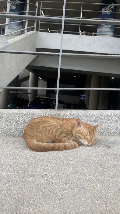 APU Ginger Cats Picture 10