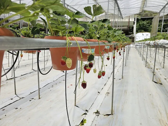 Millercle Highland Strawberry Farm Picture 1