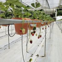 Millercle Highland Strawberry Farm ico