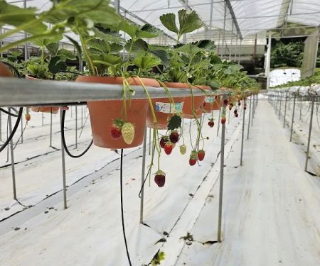 Millercle Highland Strawberry Farm