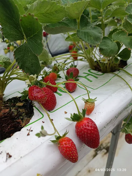Millercle Highland Strawberry Farm Picture 4