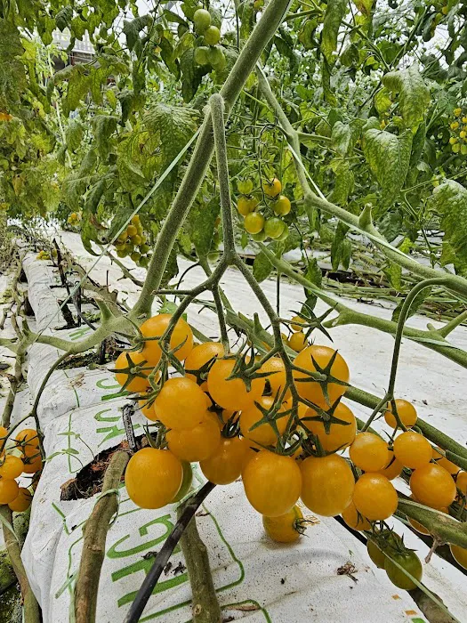 Millercle Highland Strawberry Farm Picture 6