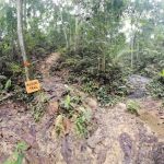 Bukit Dinding Hiking Trail (Kazumi)