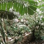 Bukit Besi Stream
