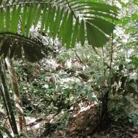 Bukit Besi Stream ico