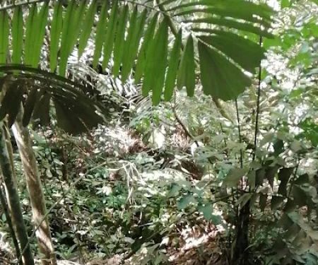 Bukit Besi Stream