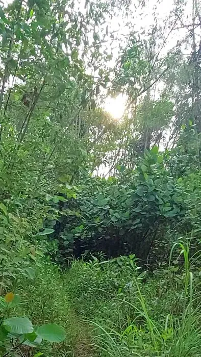 Bukit Besi Stream Picture 2
