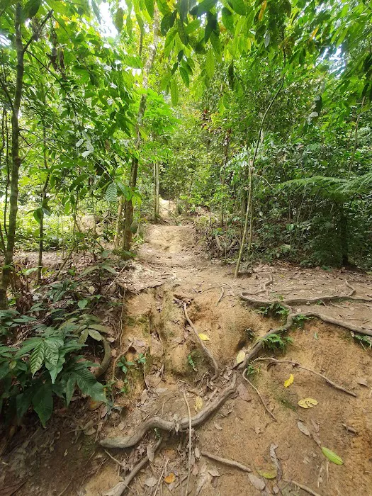 Bukit Kiara Downhill Mountain Bike Trail Picture 2