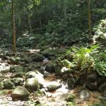 Denai Keladi