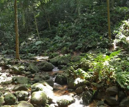 Denai Keladi