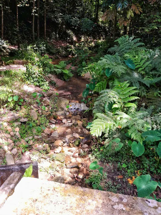 Denai Keladi Picture 3
