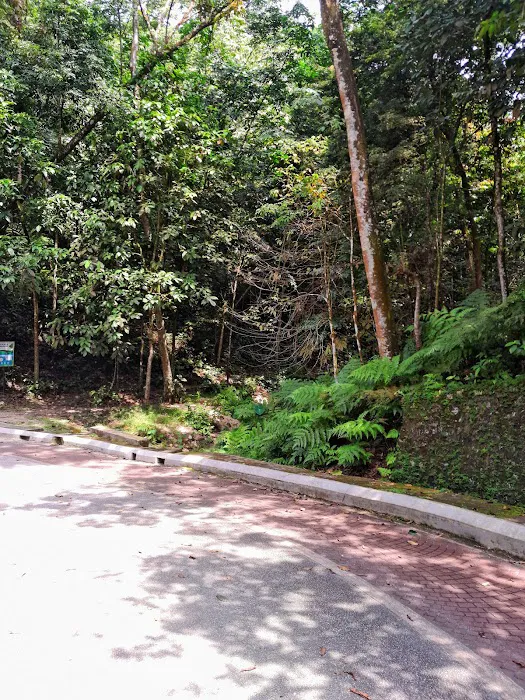 Denai Keladi Picture 2