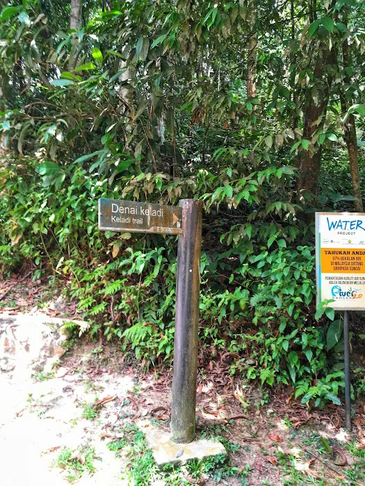Denai Keladi Picture 4