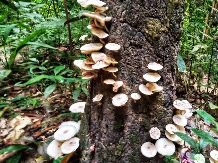 Keladi Trail Picture 4