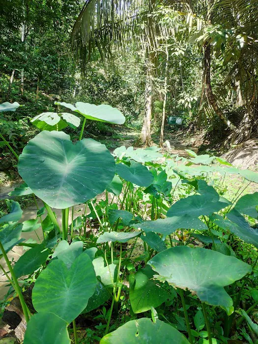 Keladi Trail Picture 7