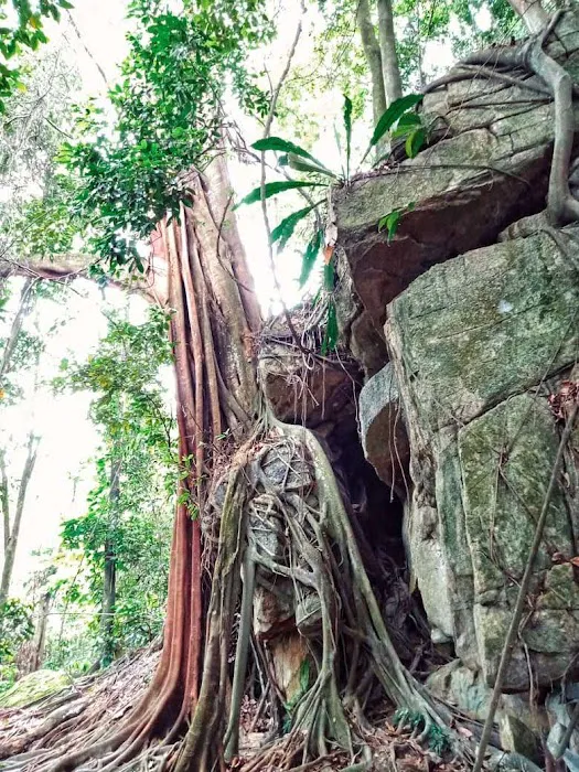 Keladi Trail Picture 9