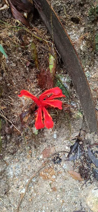 Keladi Trail Picture 10