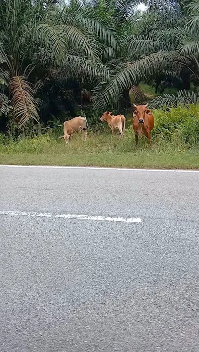 KAWASAN LEMBU🐂 Picture 1