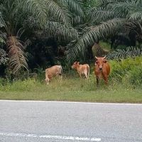 KAWASAN LEMBU🐂 ico