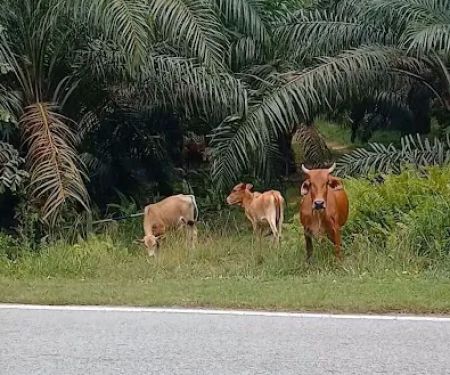 KAWASAN LEMBU🐂