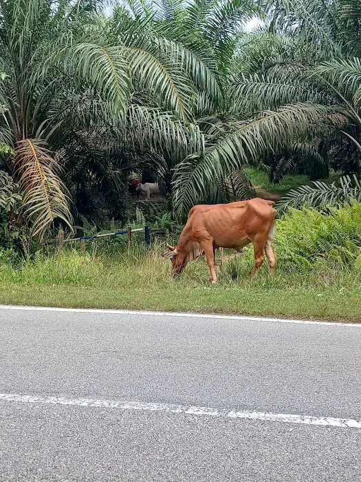 KAWASAN LEMBU🐂 Picture 2