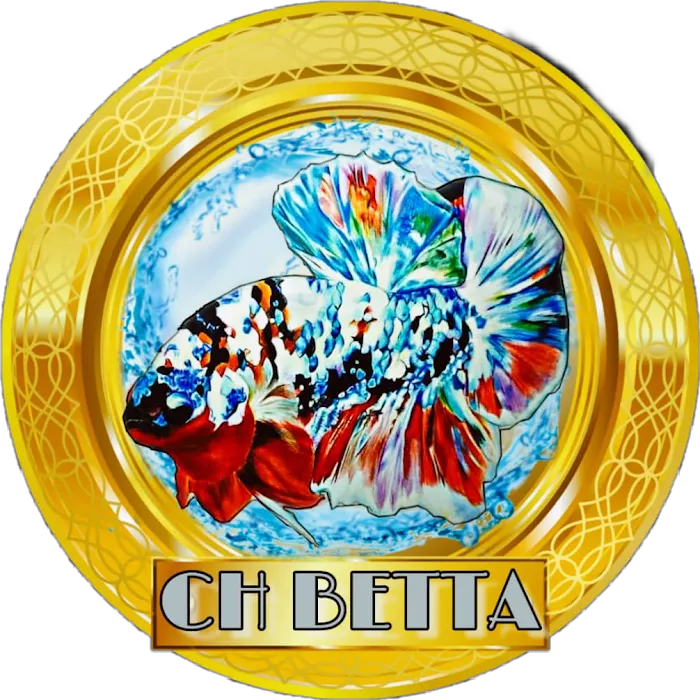 ChBetta.My Picture 3